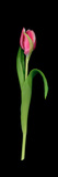 High Resolution Scan of a Tulip Photographie par Amy & Al White & Petteway