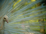 Close Up of an Albino Peacock Photographic Print by Heather Perry