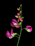 Close Up High Resolution Scan of Sweet Pea Flowers Lámina fotográfica por Amy & Al White & Petteway