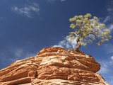 A Weathered Pine and Sandstone Photographic Print by Greg Winston