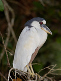 Boat-Billed Heron, Cochlearius Cochlearius Photographic Print by Roy Toft