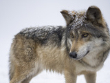 A Mexican Gray Wolf, Canis Lupus Baileyi Photographic Print by Joel Sartore