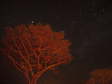 Campfire Lit Acacia Trees Against a Star Studded Sky Photographic Print by Michael Melford