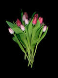 High Resolution Scan of a Bouquet of Tulips Photographie par Amy & Al White & Petteway