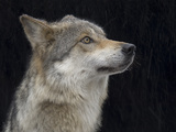 A Mexican Gray Wolf, Canis Lupus Baileyi Photographic Print by Joel Sartore