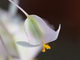 Close Up of a Delicate Pink and Green Begonia Flower Photographic Print by Darlyne A. Murawski