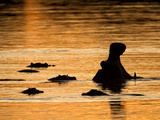 A Group of Silhouetted Hippopotamuses in Water at Sunrise Photographic Print by Roy Toft