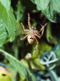 An Orb Weaving Spider Building it's Web Photographic Print by James Forte