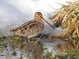 A Common Snipe, Gallinago Gallinago, in a Puddle of Snow Melt Photographic Print by George Grall