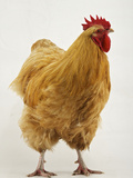 An Orpington, a Rare Breed of Chicken from Tatton Park Farm Photographie par Jim Richardson