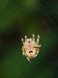 An Orb Weaving Spider in the Center of it's Web Photographic Print by James Forte