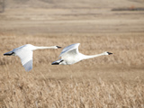 A Trumpeter Swan Pair with Four Cygnets, Cygnus Buccinator Photographic Print by Greg Winston