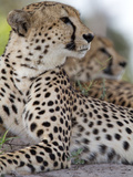 A Pair of Cheetahs, Acinonyx Jubatus, Resting Photographic Print by Roy Toft