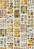Frutta E Verdura - Vintage Style Italian Fruit Collage Poster Pósters