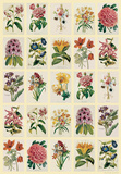 Botananica (Flowers) - Vintage Style Italian Poster Photographie