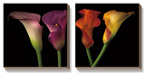 Jewel Calla Lilies Art by Assaf Frank