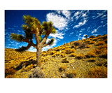 Joshua Tree Premium Giclee Print by Matt Blaisdell
