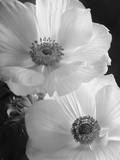 Anemone II Prints by Sondra Wampler