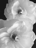Iceberg Roses II Posters par Sondra Wampler