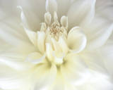 Dahlia II Prints