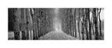 The Shimmering Forest Gicleetryck av Heather Ross The Shimmering Forest Gicleetryck av Heather Ross