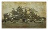Sugarmill Oak, Louisiana Prints by William Guion