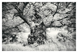 Portrait of a Tree, Study 1 Poster by Marcin Stawiarz