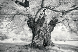 Portrait of a Tree, Study 18 Poster by Marcin Stawiarz