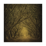 Evergreen Oak Alley (vertical view) Posters by William Guion