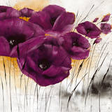 Pavot violet IV Prints by  Zacher-finet