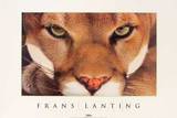 Cougar Prints by Frans Lanting
