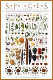 Spices and Culinary Herbs Posters