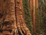 Redwoods Poster Print