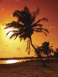 Sunset Palm Poster Poster