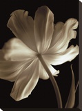 Champagne Tulip II Stretched Canvas Print by Charles Britt