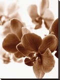 Dreamy Orchids II Stretched Canvas Print by Ily Szilagyi