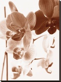 Dreamy Orchids I Stretched Canvas Print by Ily Szilagyi