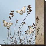 Butterflies Stretched Canvas Print by Caroline Gold
