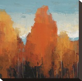 The Maples II Stretched Canvas Print by Peter Colbert