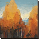 The Maples I Stretched Canvas Print by Peter Colbert