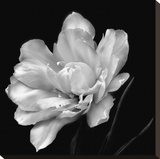 Summer's Surprise Stretched Canvas Print by Charles Britt