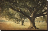 Island Oak Reproduction transférée sur toile par William Guion