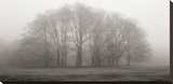 Gathering Trees Stretched Canvas Print by Michael Iacobellis