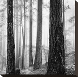 Capilano Forest Stretched Canvas Print by Lsh 
