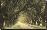 Evergreen Alley Stretched Canvas Print by William Guion