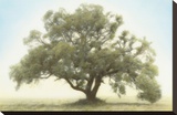 Oak & Blue Sky Stretched Canvas Print by William Guion
