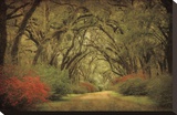 Road Lined With Oaks & Flowers Stretched Canvas Print by William Guion