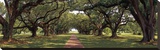 Enchanted Oaks Stretched Canvas Print by Mike Jones