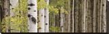 White Forest Standing Leinwand von Heather Ross