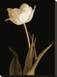 Splendid Beauty Reproduction transférée sur toile par Charles Britt